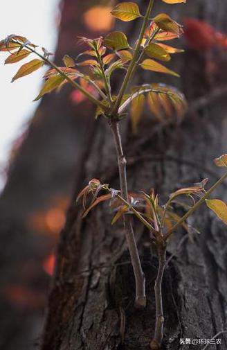 香椿木有什么作用和功效,香椿木有什么功能
