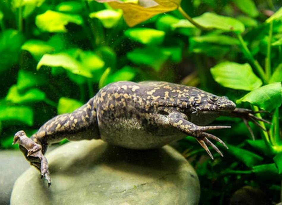 多莉克隆羊是怎么克隆出来的,克隆羊多莉的成功意义和影响