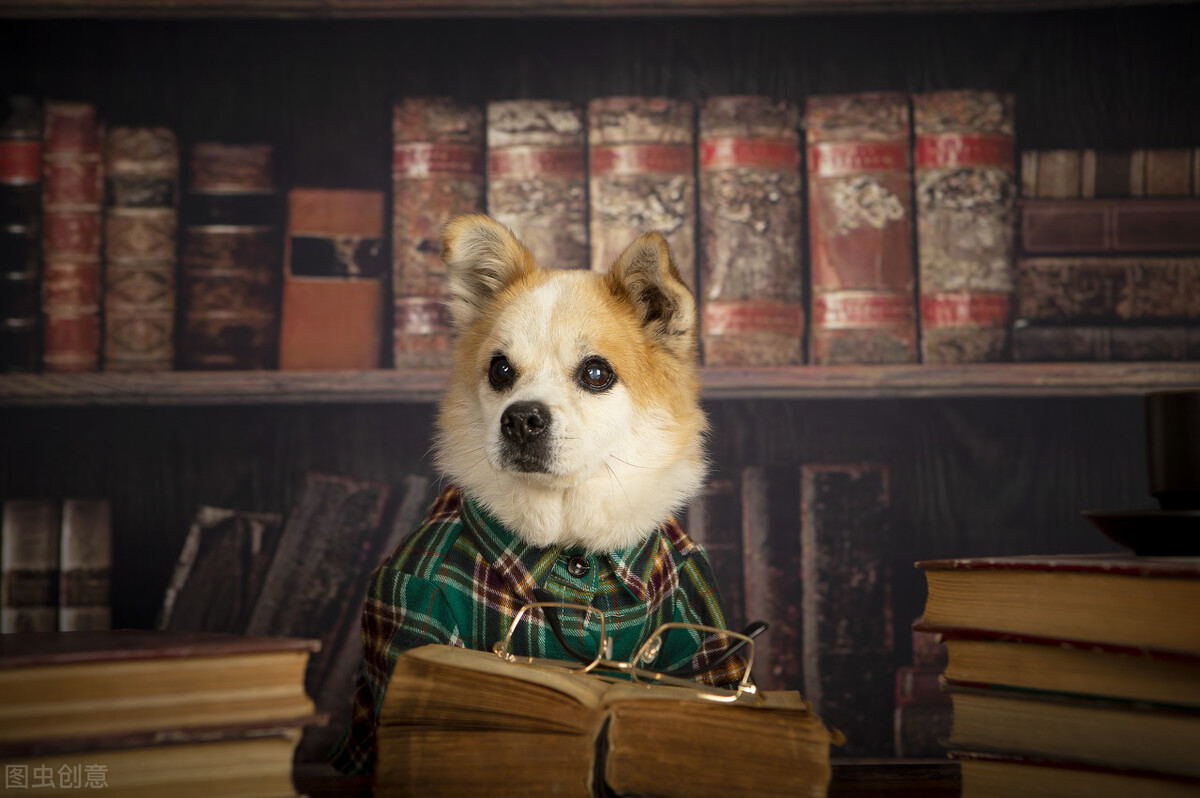 中华田园犬的优缺点及性格,中华田园犬幼犬有人歧视吗