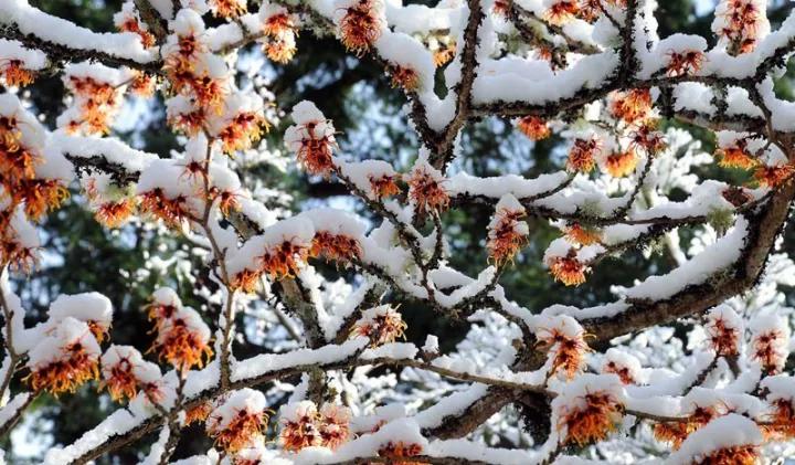 布查德花园的秋冬季,全球最美花园布查特花园