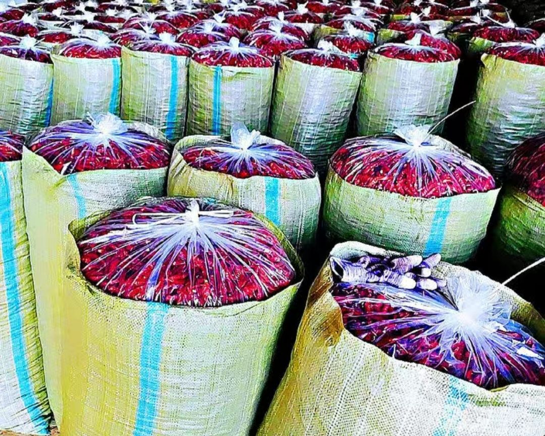 吉林洮南辣椒第一人,中国辣椒第一镇