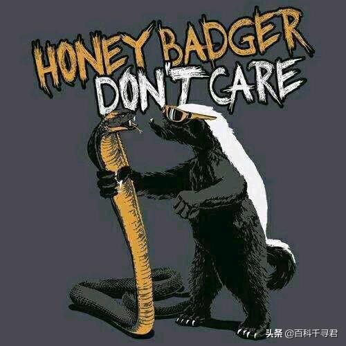 蜜獾不怕毒蛇吗,蜜獾无所畏惧