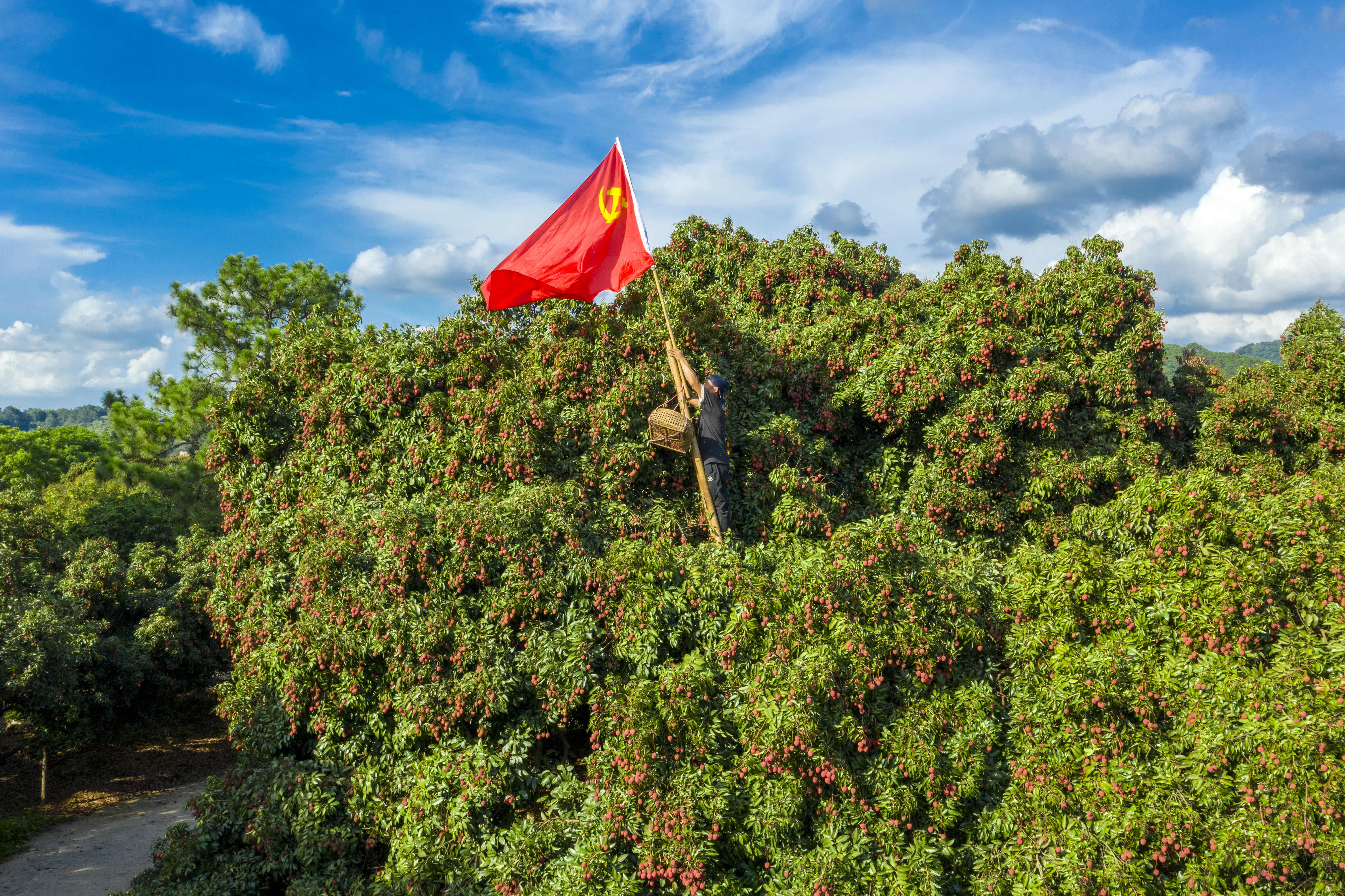 荔枝助农增收,荔枝助农大丰收