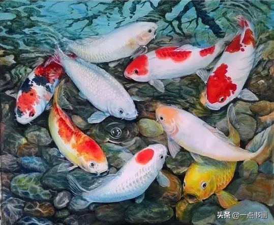 池中之仙，惊艳若此——锦鲤