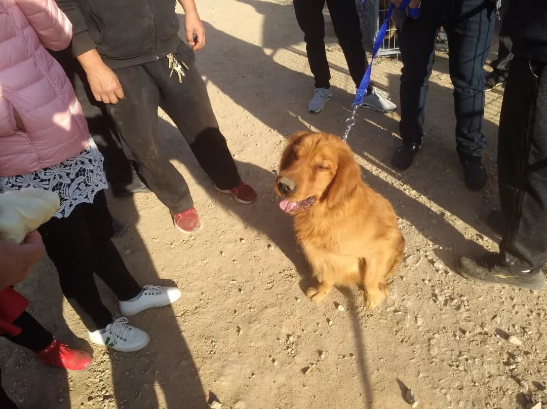 狗市：女子出售小眼金毛报价700元，你喜欢这样的金毛吗？