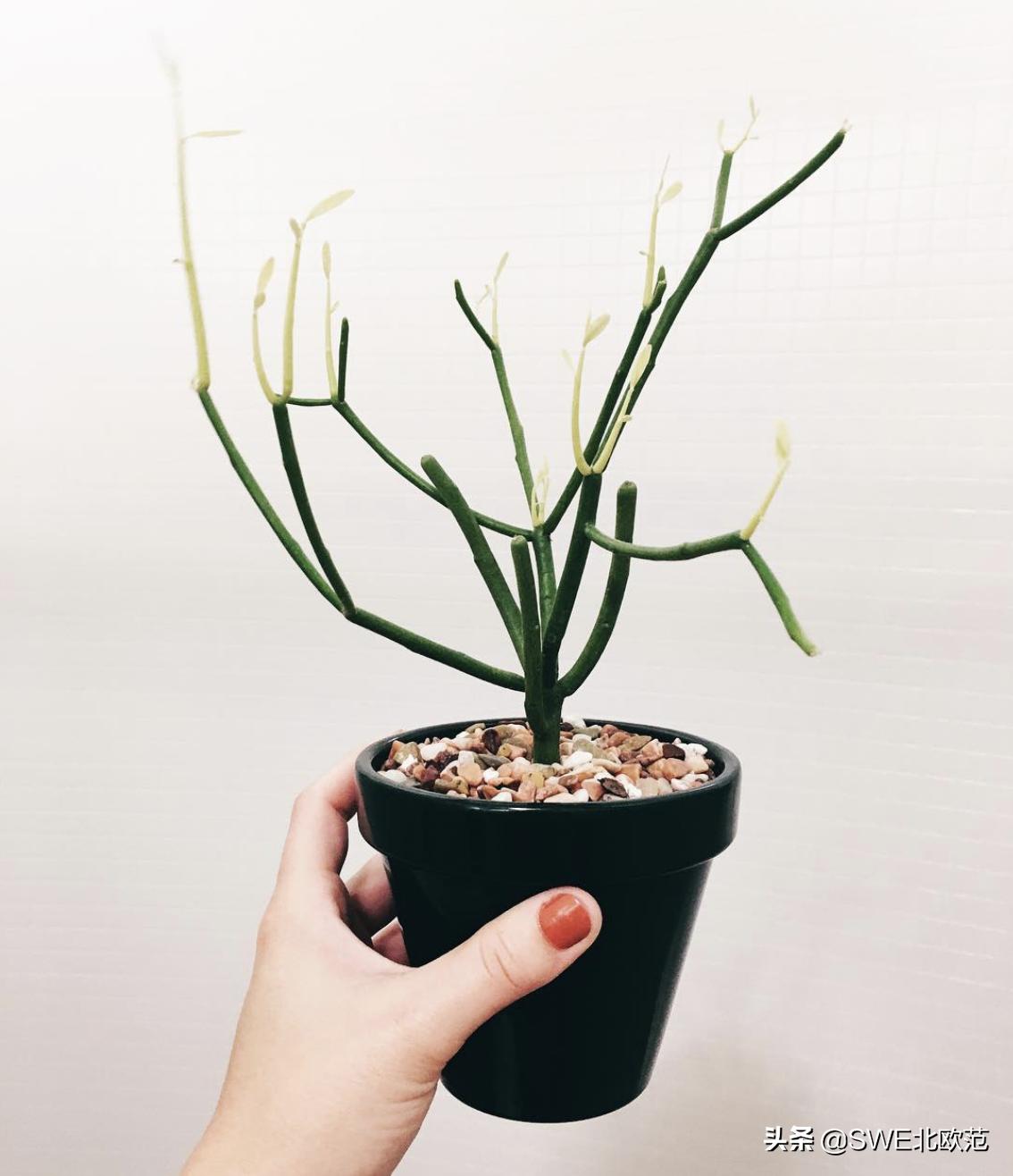 好养的北欧风大型绿植 (12款北欧风格绿植轻松打造ins风)