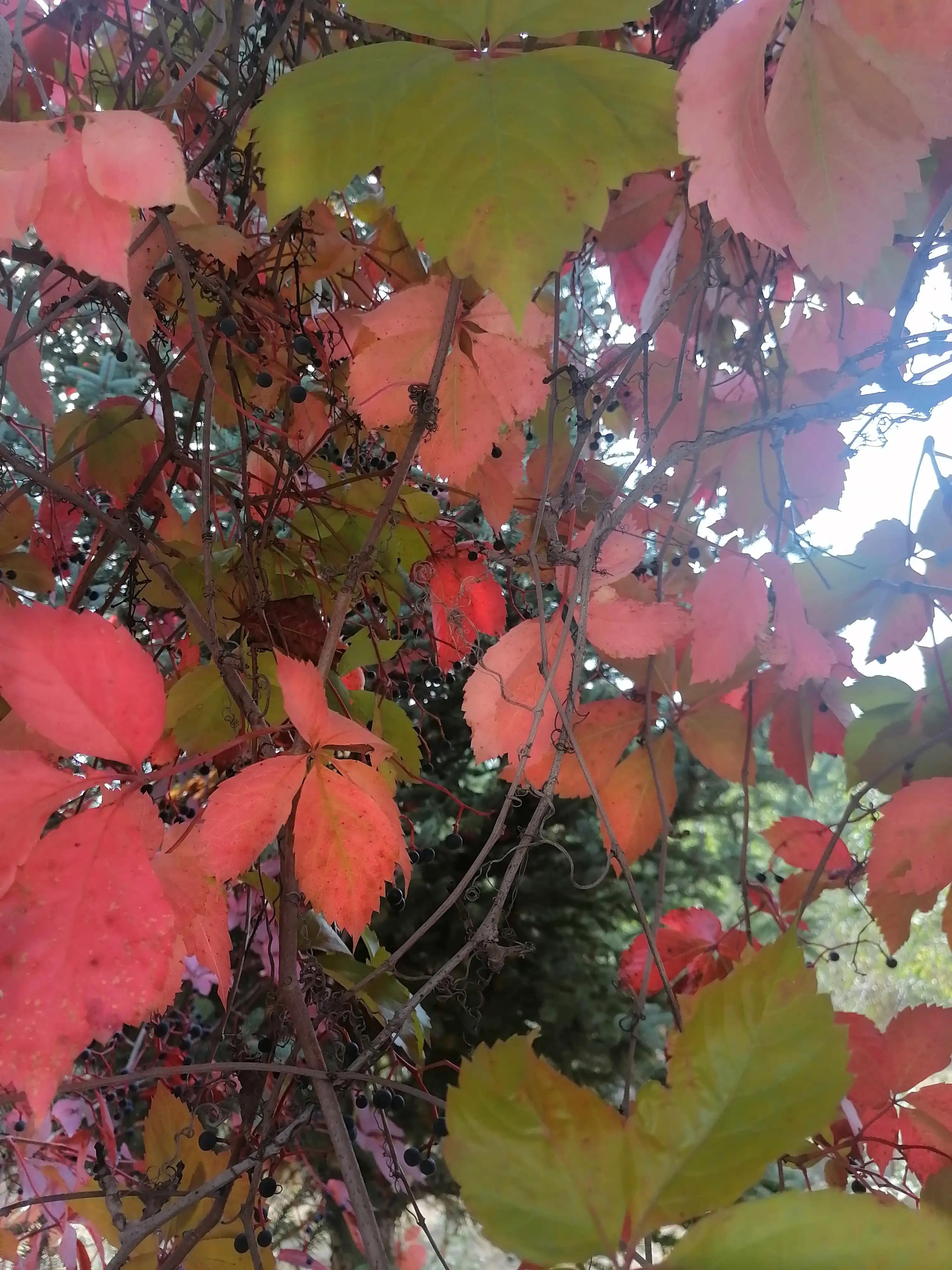初冬爬山虎美文,散文爬山虎
