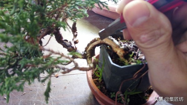 盆景树桩舍利怎么制作,盆景老桩镂空舍利的制作