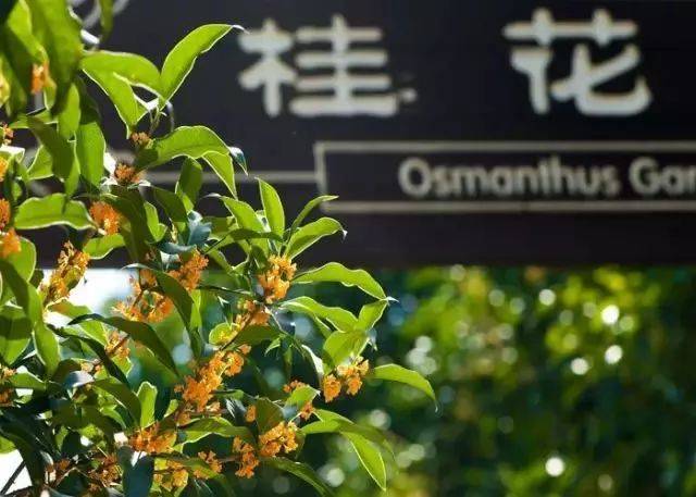 「乐活」寻找秋天的香气,这份赏桂地图请收好~