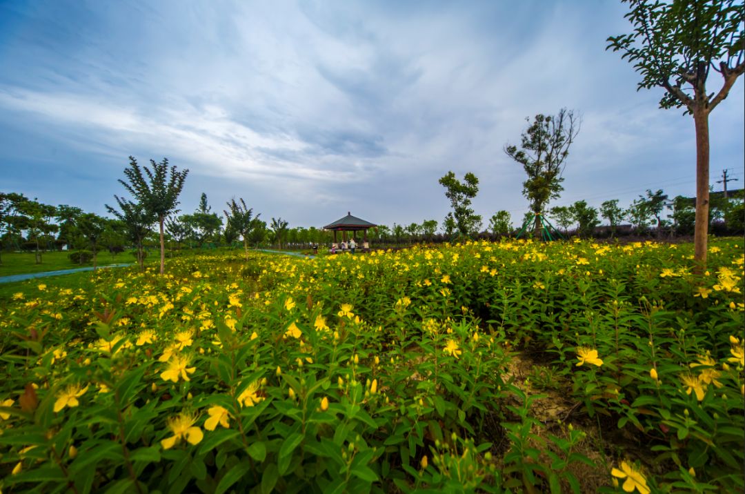 哇塞!在平湖的这个村,留住美丽有了”良策“!