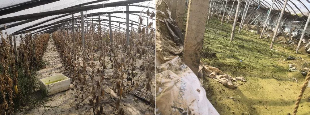 寿光最新发展消息,最近寿光怎么样了