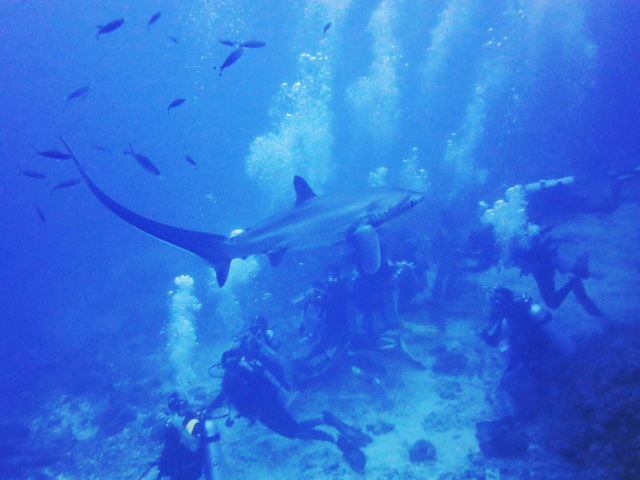 最新去菲律宾旅游攻略,挨饿荒野菲律宾攻略