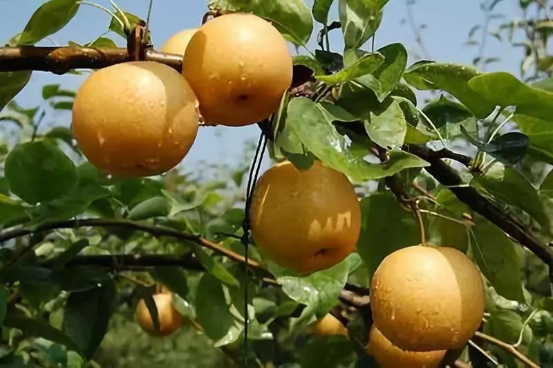 止咳祛痰最快的小妙招咽炎,喉咙止咳化痰神器