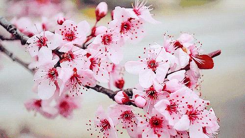 南京赏花地图请收好,江宁赏花好去处