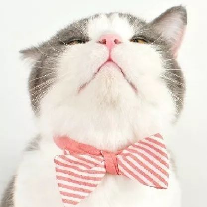 胖子更容易感到快乐吗,胖子的身体健康吗