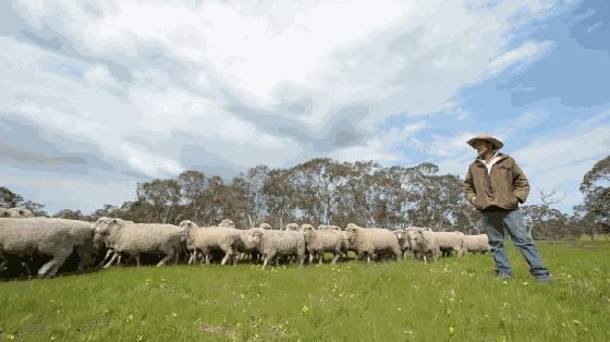 神奇绵羊油,润肤用的绵羊油