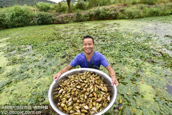 吃了菱角呕吐,吃菱角感染姜片虫多久有反应