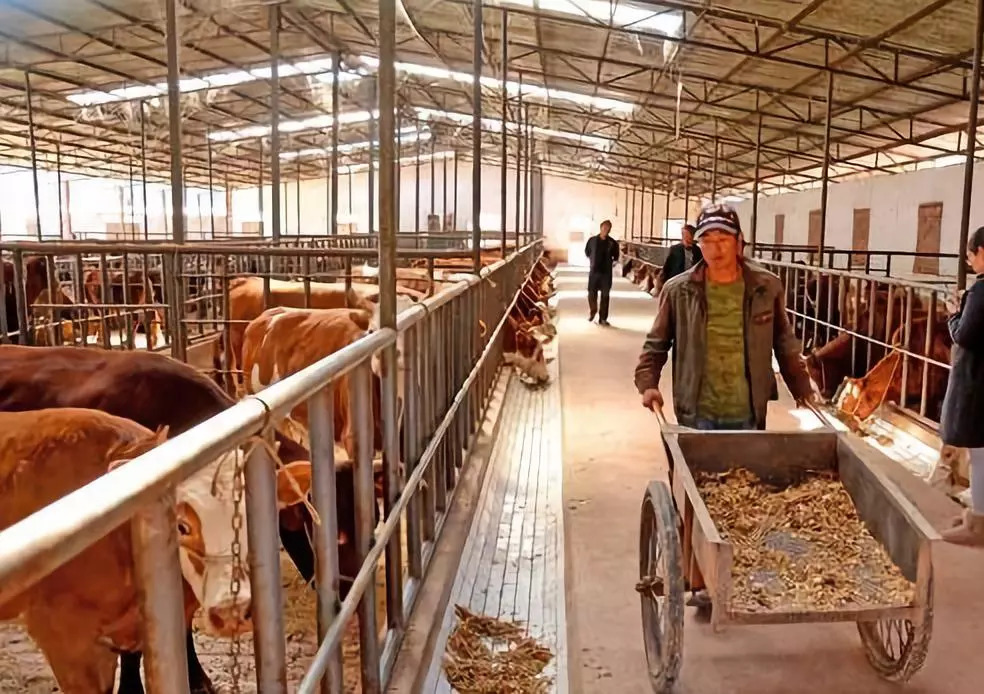 秸秆养牛最新模式分析图,什么作物高产秸秆可以养牛