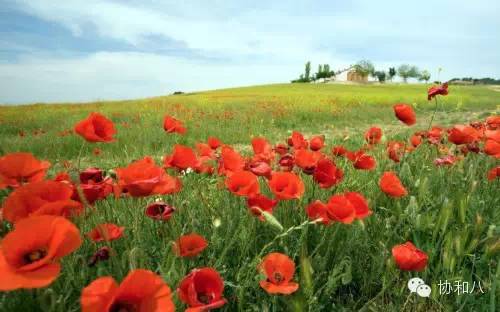 我本是一朵纯洁的小花·疼痛那些事儿｜朝花夕拾·协和八