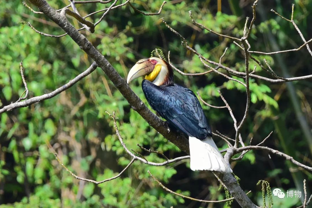 想跟博物一起外出采风？春节我们滇西见