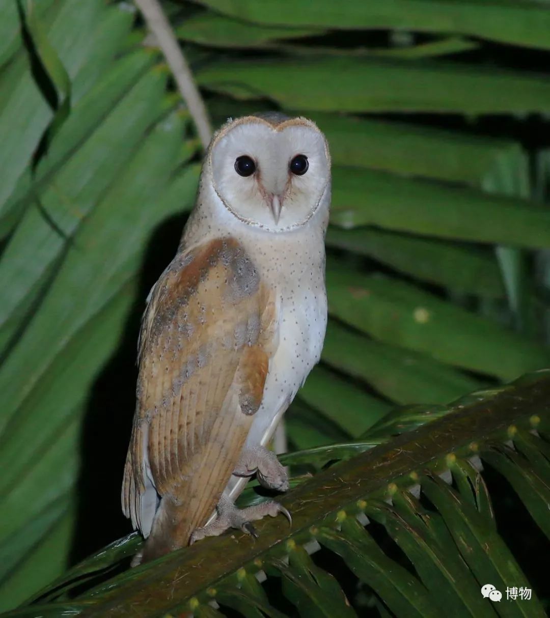 想跟博物一起外出采风？春节我们滇西见