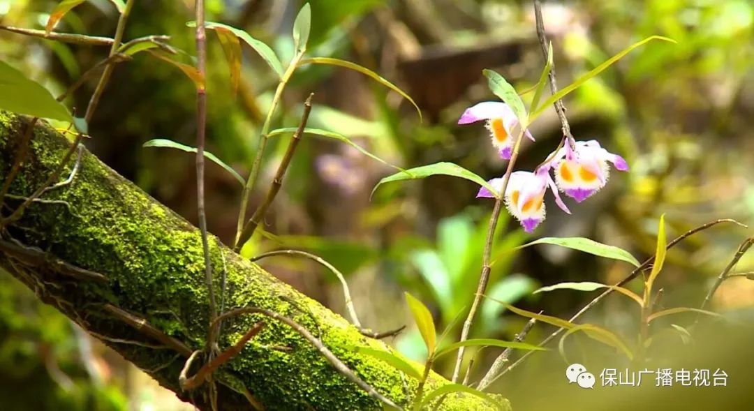 龙陵石斛产业合作,龙陵镇石斛