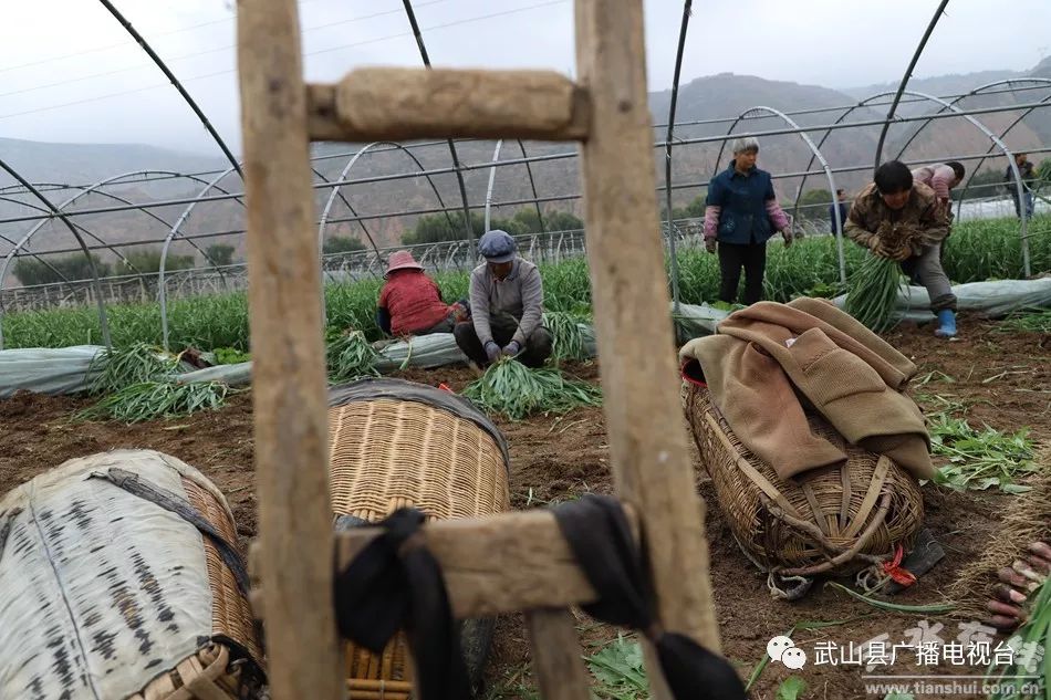 武山县的蒜苗今年价格,武山郭家庄大丰收挖蒜苗