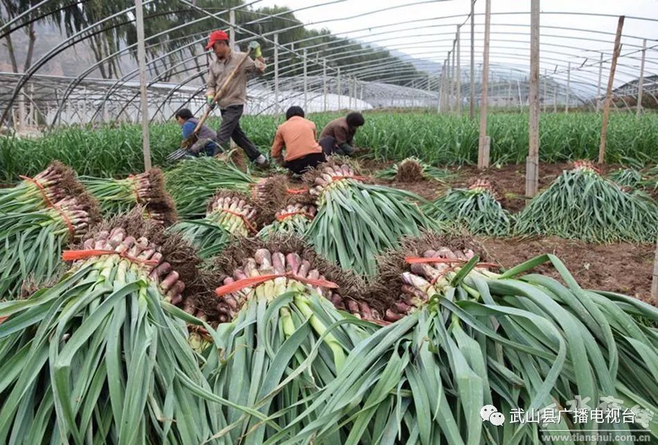 武山县的蒜苗今年价格,武山郭家庄大丰收挖蒜苗