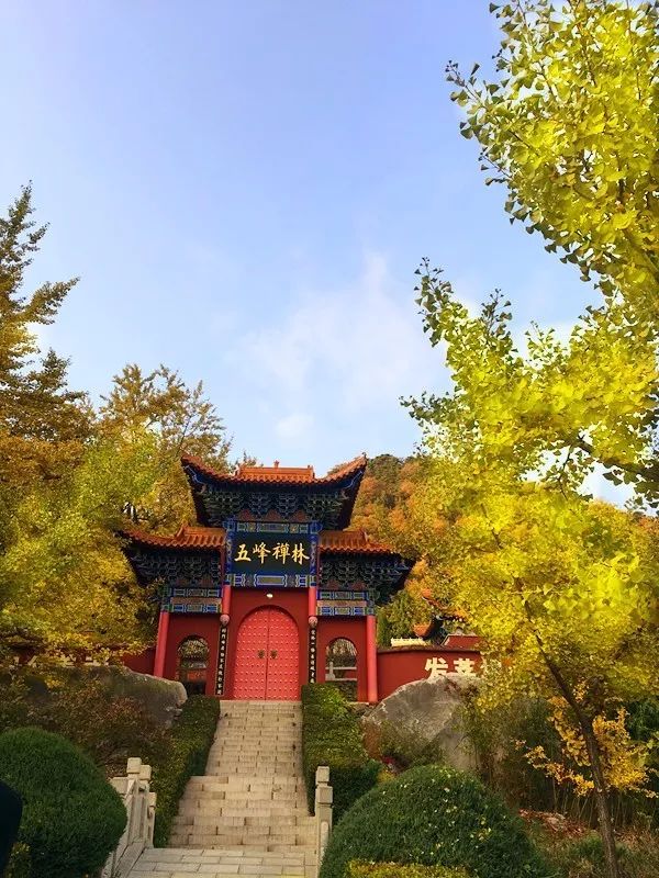 北方最大的银杏林在哪里,中国最大面积的银杏树林在哪里