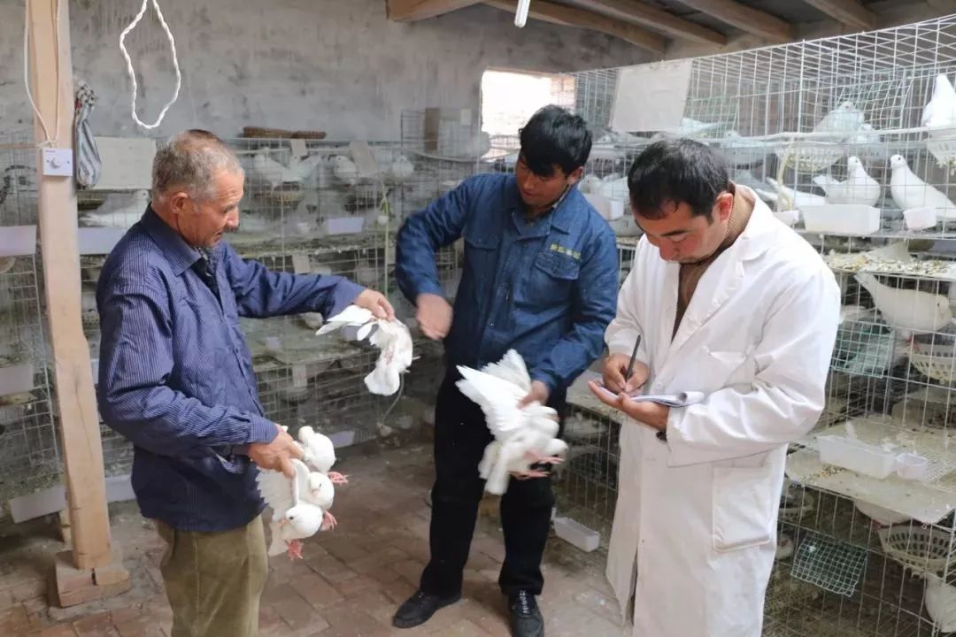 扶贫鸽,扶贫鸽子托起群众致富梦