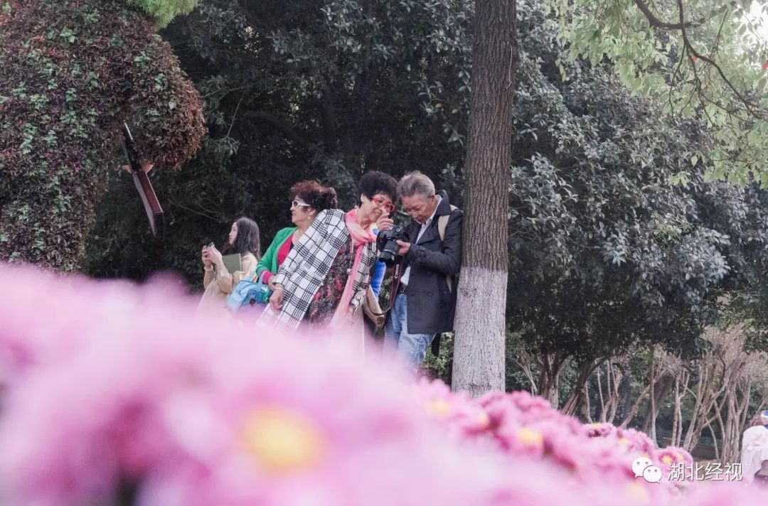 武汉周边最美秋天,武汉秋景最好的地方