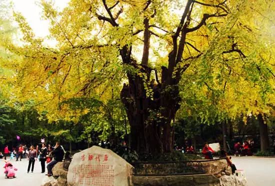 春雨枝头密似鳞，秋风树下落成金——秋日银杏（上）