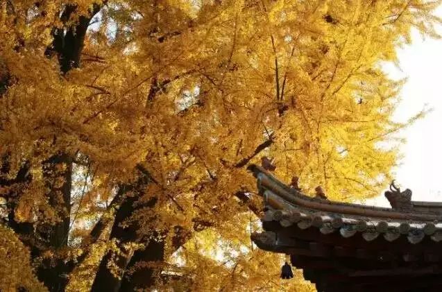 春雨枝头密似鳞，秋风树下落成金——秋日银杏（上）