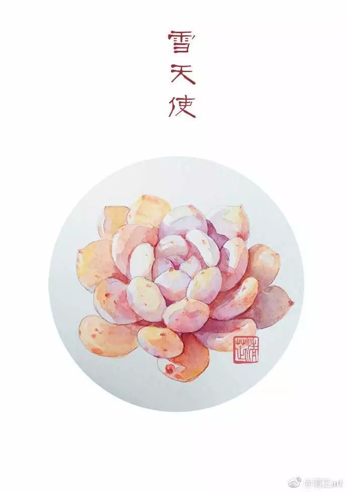 多肉上色太漂亮了,多肉上色前后对比