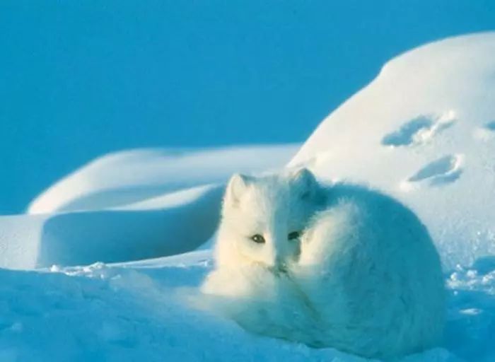 北极狐极夜,生活在北极圈的北极狐