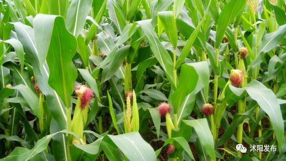 夏老师到底爱谁,夏老师喜欢陈律吗