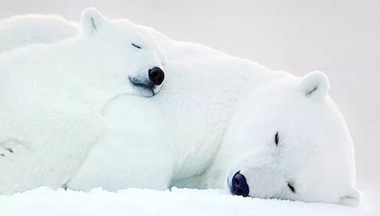 有北极熊绒毛的衣服吗,有了羽绒服不会冷了