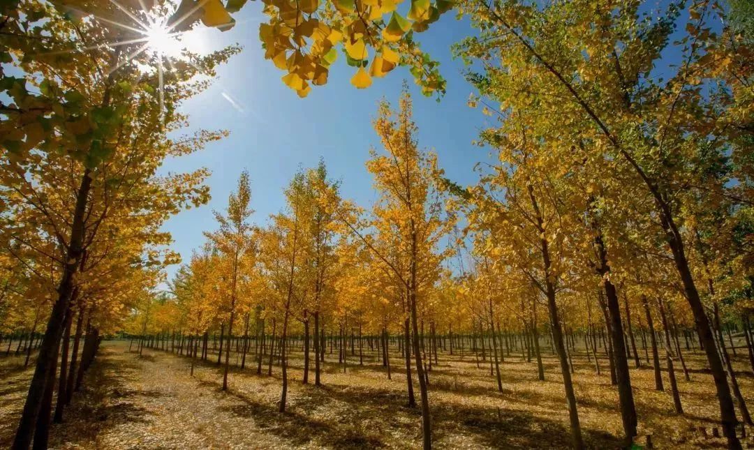 济南秋天看银杏的地方,济南银杏最好看的地方