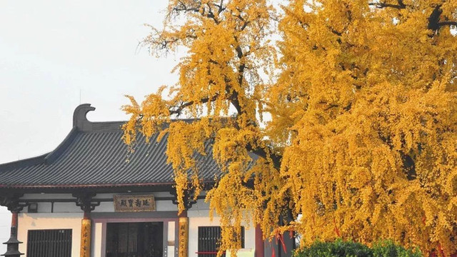 南京最美赏秋地点,南京赏秋之旅