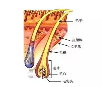 戳进来｜“秃”如其来，除了绝望你还能怎么办？