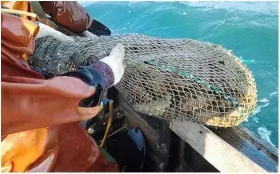 神奇的海参!女人不老、男人不虚,延年益寿,现在知道还不晚……