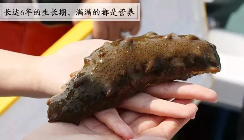 神奇的海参!女人不老、男人不虚,延年益寿,现在知道还不晚……