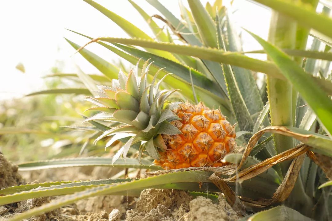 12月份好吃的热带水果推荐,金山当季水果有哪些