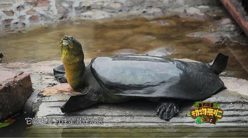 全球仅存三只斑鳖,全球仅存两只斑鳖