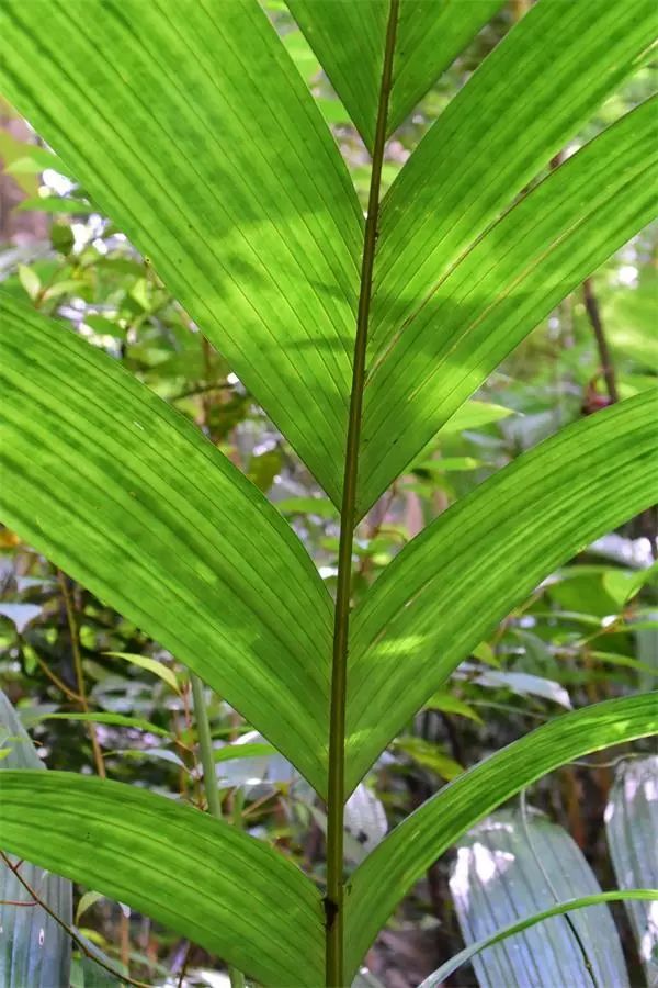 海南尖峰岭植物,海南尖峰岭国家森林公园问题