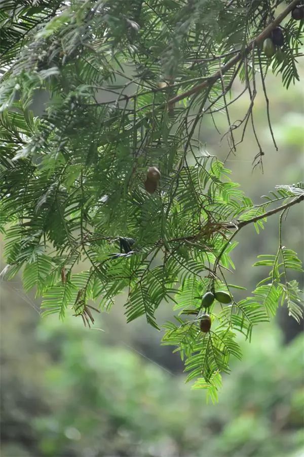 海南尖峰岭植物,海南尖峰岭国家森林公园问题