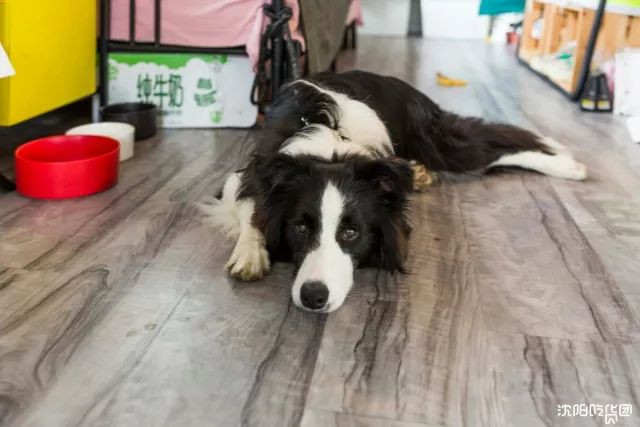 漂亮小姐姐开的网红店,高颜值小姐姐做美食