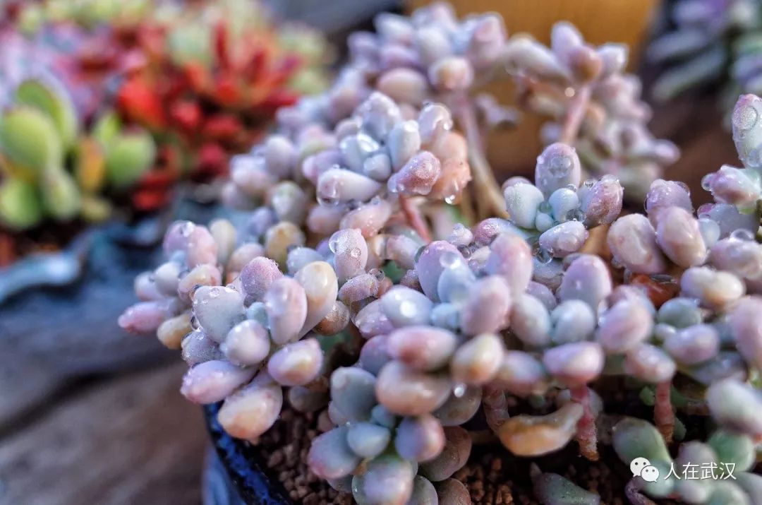 花市买10元3盆多肉,武汉多肉花卉便宜