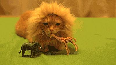 四川人为什么在骂人时都要卖萌？｜小南都知道