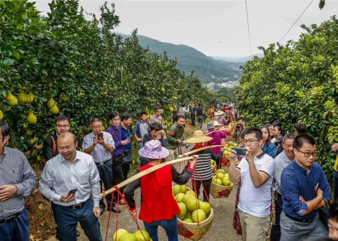 梅县最好吃的柚子在这里！（文末有福利）
